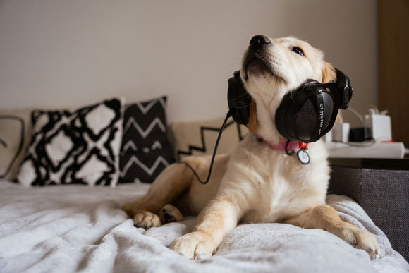 A dog on the bed wearing headphones and listening to a podcast